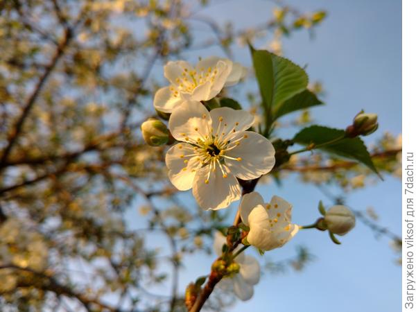 Вот таким цветением встретил нас Первомай, даже не верится, что это на нашей даче!!!