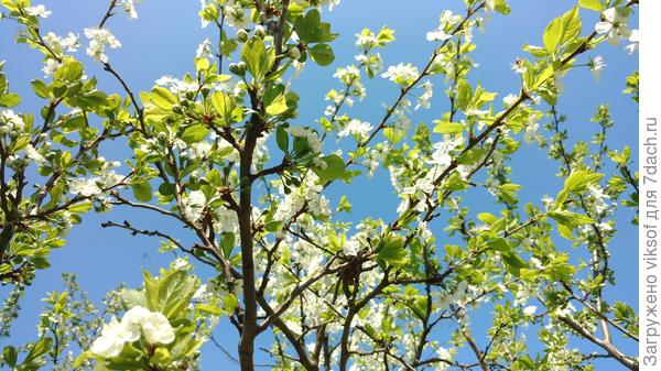 Слива цветёт