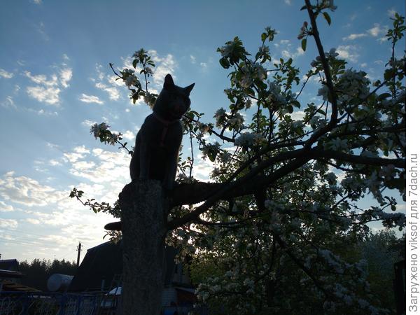 И любимый силуэт