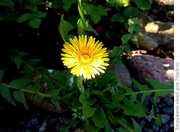 и почву не рыхлю, и не поливаю.., а растёт как миленькАй