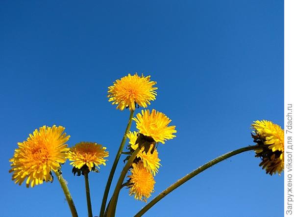 Семь одуванчиков на счастье в Семидачье!