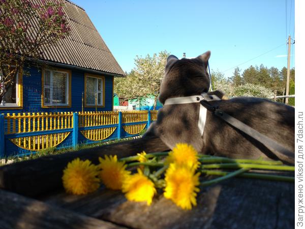 Витасу мой марафон с одуванчиками уже надоел