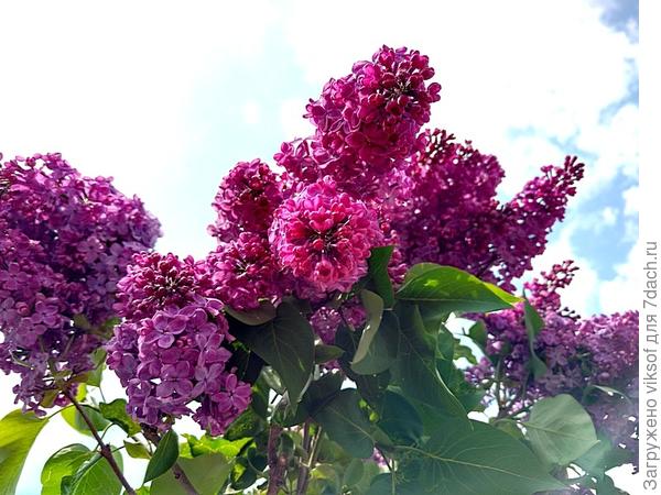 майская сирень для тебя