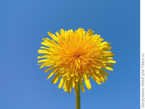 Почётный житель Планеты одуванчиков - Оду-вань-чик