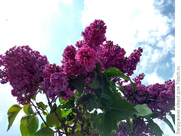 А ещё, у нас на 9 мая всегда цветут каштаны: