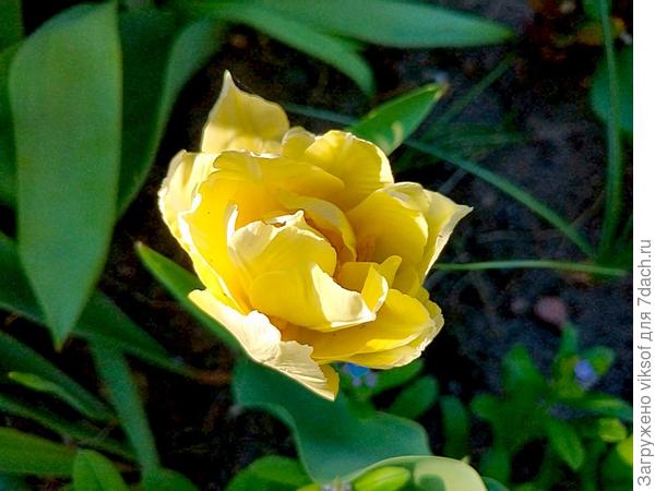 а тюльпаны отцвели очень быстро