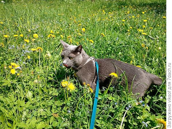 Вот она какая Планета одуванчиков!