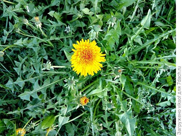 Хозяин планеты и слуги готовы сопровождать до бесконечности, по крайней мере на нашей дачной улице