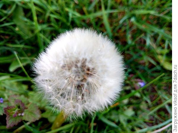 Округлился одуванчик, одуванчик распушился! Золотой наш одуванчик за ночь в шубку превратился! (В. Степанов)  (