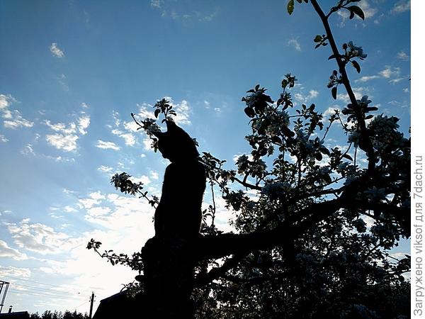 У Витаса новое любимое местечко на старой яблоне, думаем о дополнительном обустройстве