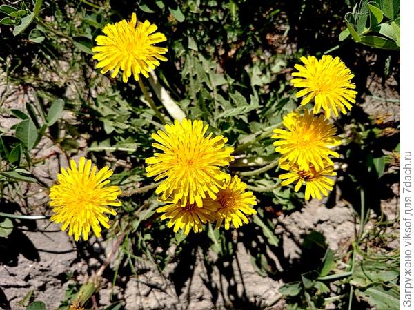 Лишь солнышко пригреет, в огороде на парад, цветочки приодели свой солнечный наряд!
