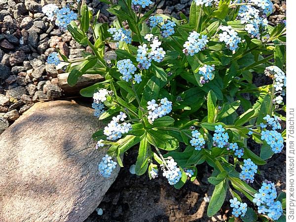 для тебя мои самые любимые незабудки