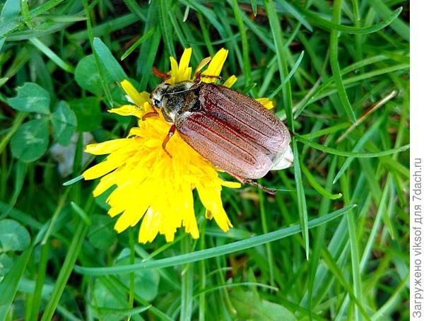 Жук присел на одуванчик, думая, что это мягенький диванчик