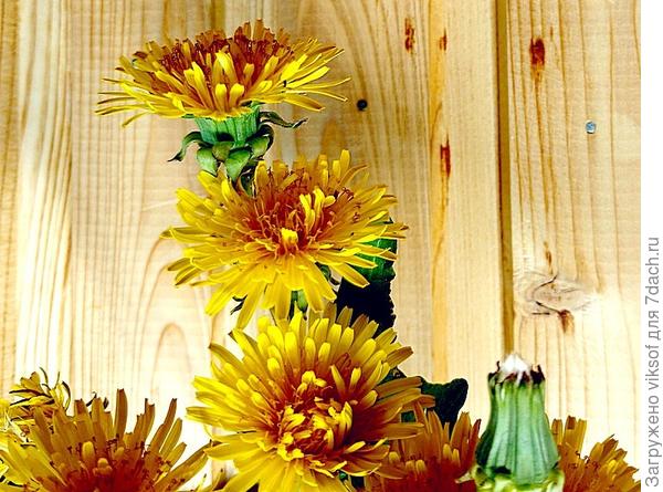 А ведь хорош собой - этот одуванчик! Ну , чем ни хризантема весенняя!?