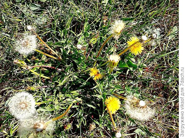 На тропинке - их и топчут, и косят, а они всё это выносят и продолжают своё шествие по планете