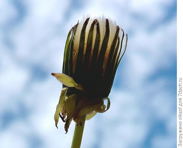 Полным полна корзинка, ещё одно мгновение и полетят парашютики на свободу