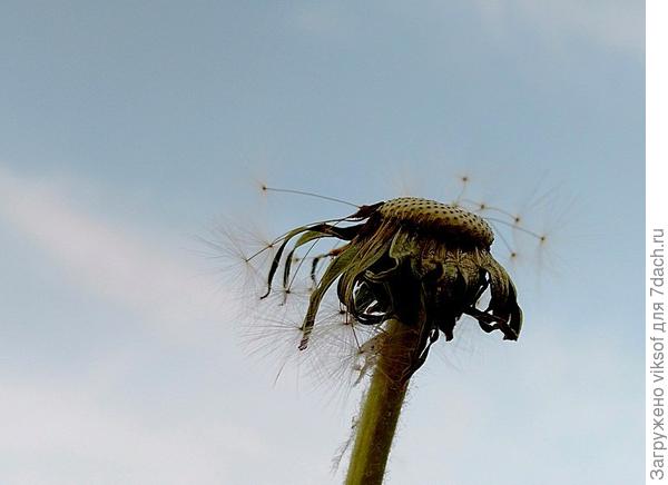 Вот и последние детки разлетятся и останусь одиноким - миссия выполнена, а будущей весной непобедимое наше племя  продолжит кого-то радовать. а кого-то огорчать...