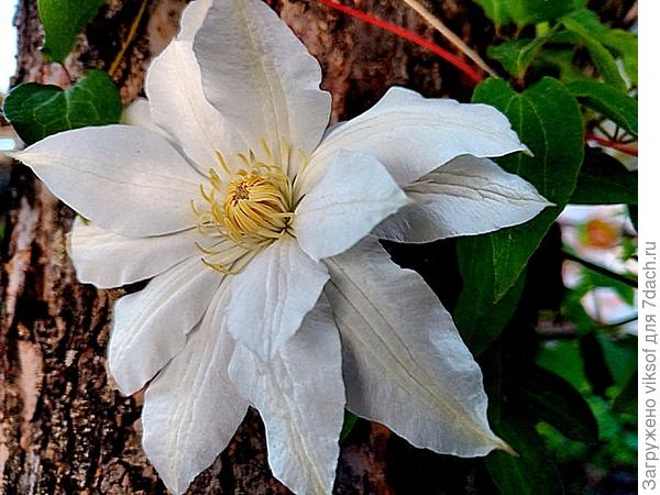 белые уже в цвету