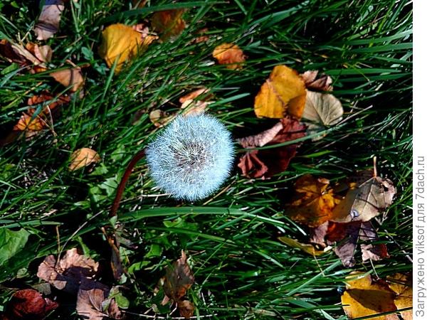 Он и осенью прекрасный