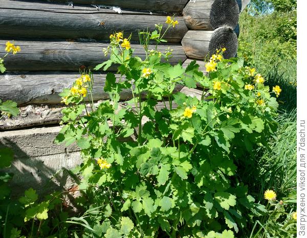 Ну, разве можно его не любить, кустик не мой, просто очень понравился фон бревнышек