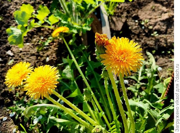 Ещё с прошлой осени забили местечко в теплице