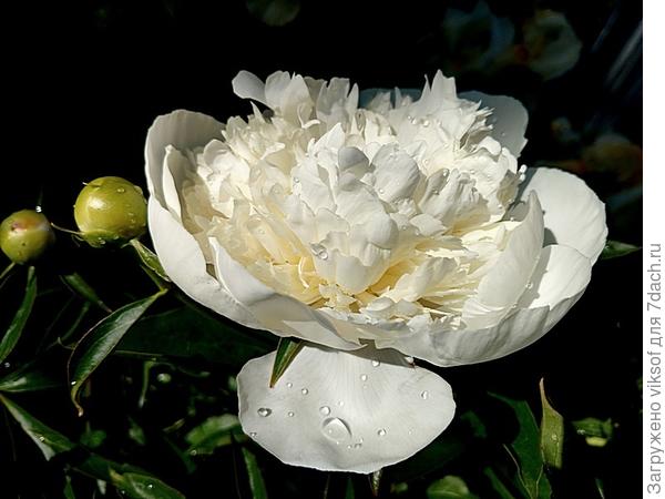 И пионы поспешили для Вас расцвести!