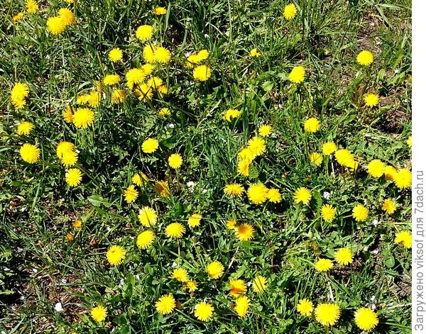 но одуванчики непобедимы!