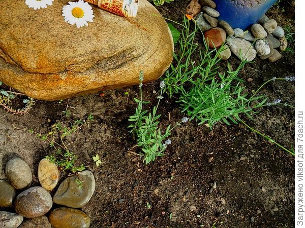 Ладно, приближаю 3 крошечных кустика: первый из ниточек - этот зимовал на балконе, а вот 2 из 3 зимовали под снегом и собираются цвести, зря тебя не послушала, надо было все оставлять на даче, но какие молодцы - выдюжили, из целого пакетика 2 нормальных кустика!