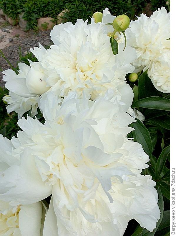 Для тебя цветут пионы!