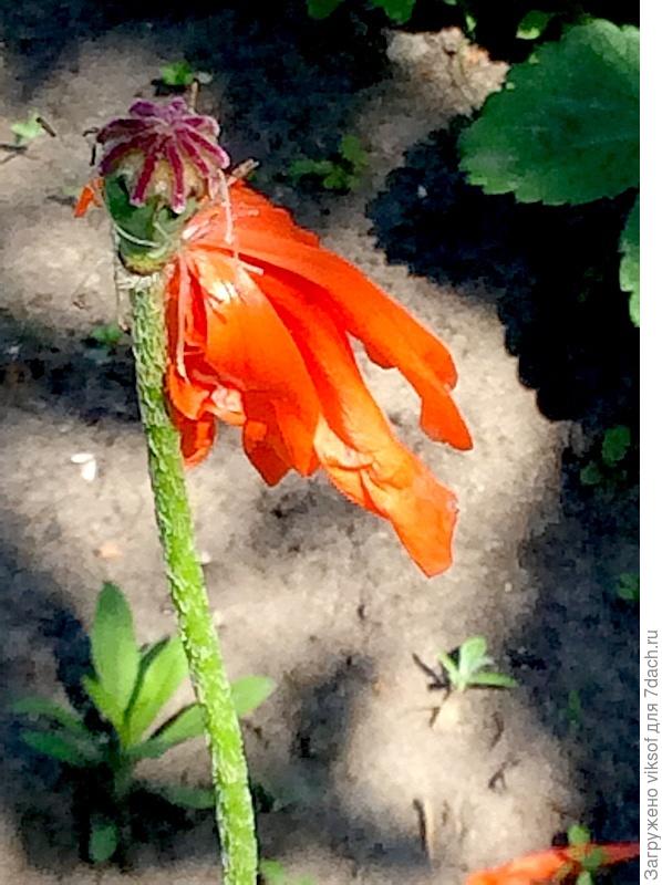 Ветер странствий налетел...