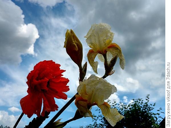 вдвоём веселее и от ветра защита!