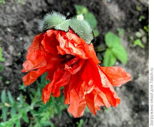 С восторгом на свободу!