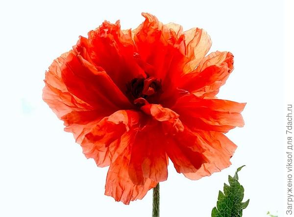 Вот ведь - нереальная красота - волшебство да и только!