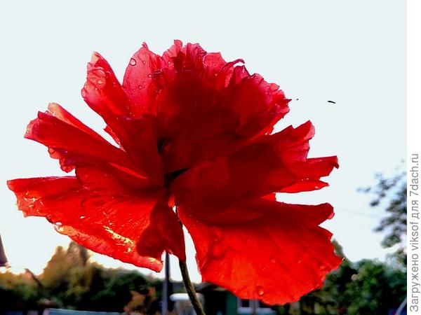 Я, правда, приглашён на семидачный бал!?