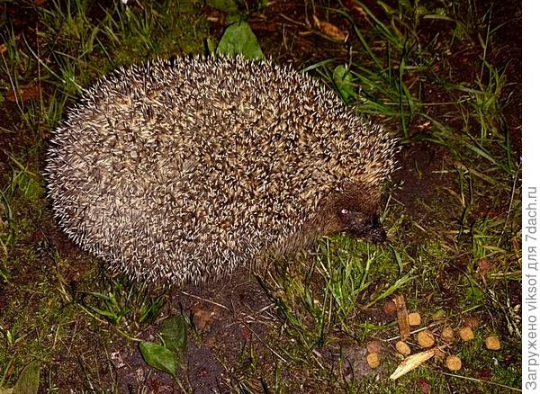 я ему корма Рыжего Лёньки посыпала прямо на траву, тут же схрумкал, а ко мне приходят и ночью всё, что оставляю съедают, но вижу редко, может это и дачные коты