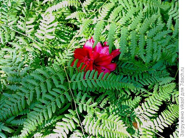 а сегодня один из них расцвёл для тебя, ведь в Купалье ты родилась и все желания, загаданные на Ивана Купала сбываются