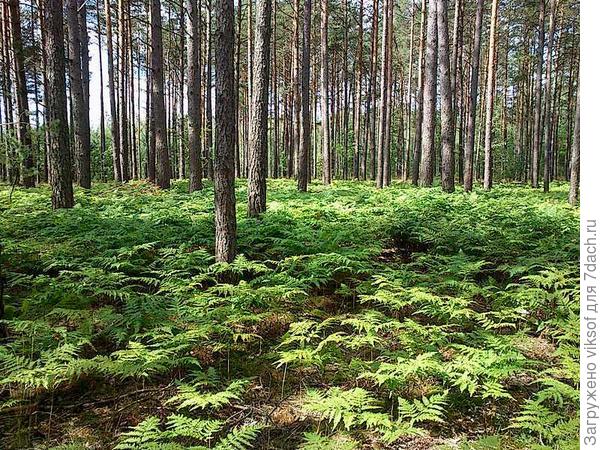 Вот в этом лесу много папоротников..,
