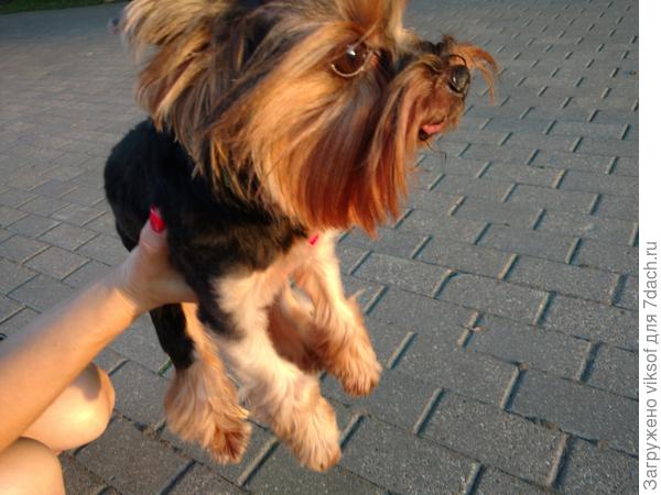 Вчера встретила и улыбнулась этому прекрасному существу, улыбнитесь семидачники, хорошего всем настроения!