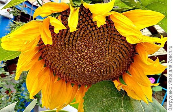 уже и подсолнух сил набирает,