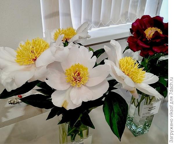 а пионы из Ботанического сада СТб