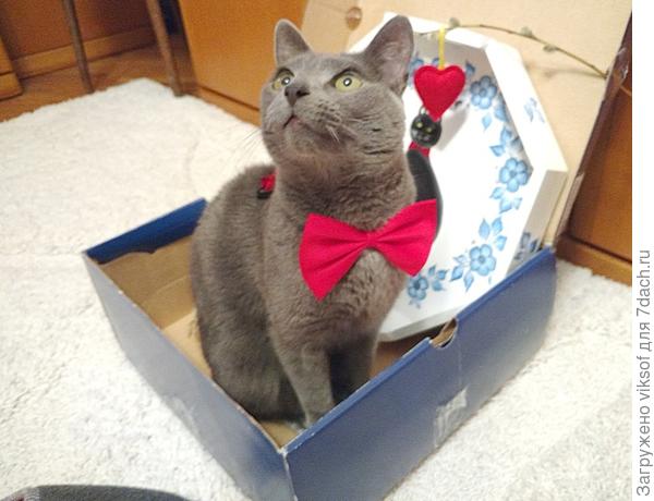 с красным сердечком Витас спит, потому как наполнен он необычными травками