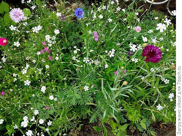 это у меня альпийская полянка, ещё не вся расцвела, но каждое утро радует новыми цветами, они все очень миниатюрные, а васильки разного цвета - для тебя! Лаванда растёт, её надо обрезать, она почему-то перестала цвести, но кустики набирают силу и я такая гордая вся из себя, вот