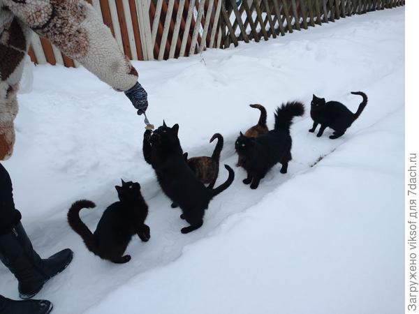 а у нас чёрненьких было много прошедшей зимой и перезимовали, спали с дежурными в сторожке, а мы кормили, сейчас разбрелись по всем участкам