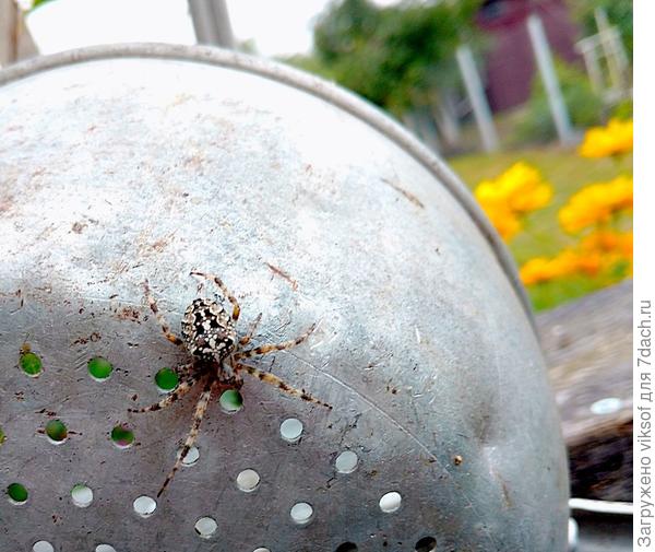 красавчик, а может красавица