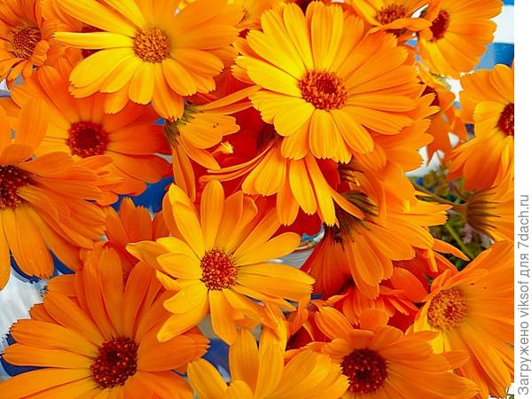 всем по солнышку!