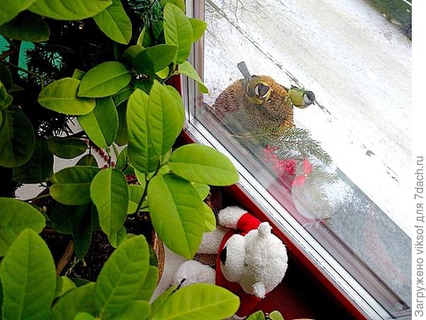 Вот - сохранила и синичек угостила!