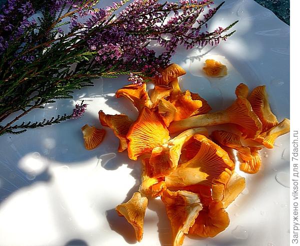 ... а мы нашли с мужем 7 лисичек, а радости не меньше!!!