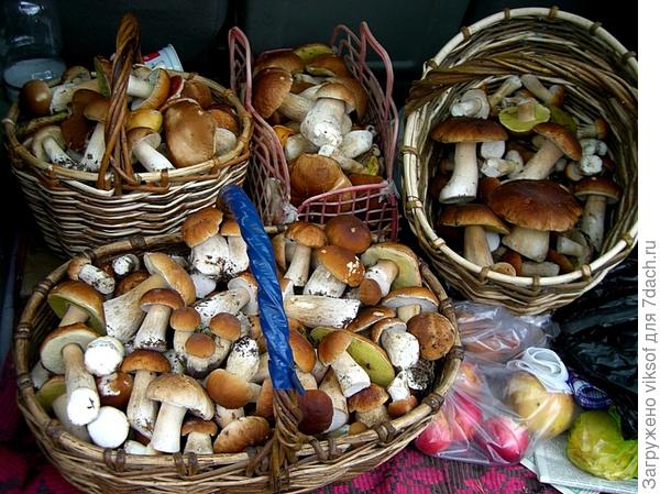 Это соседи по даче стооооолько нашли, но не в нашем сосновом бору, а где не сказали - берегут своё место...