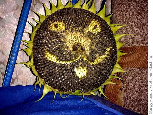 портрет сытого Витаса