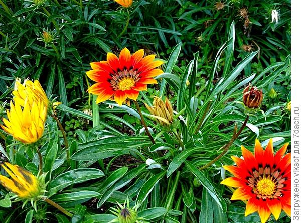 Прекрасной и щедрой Вам осени!